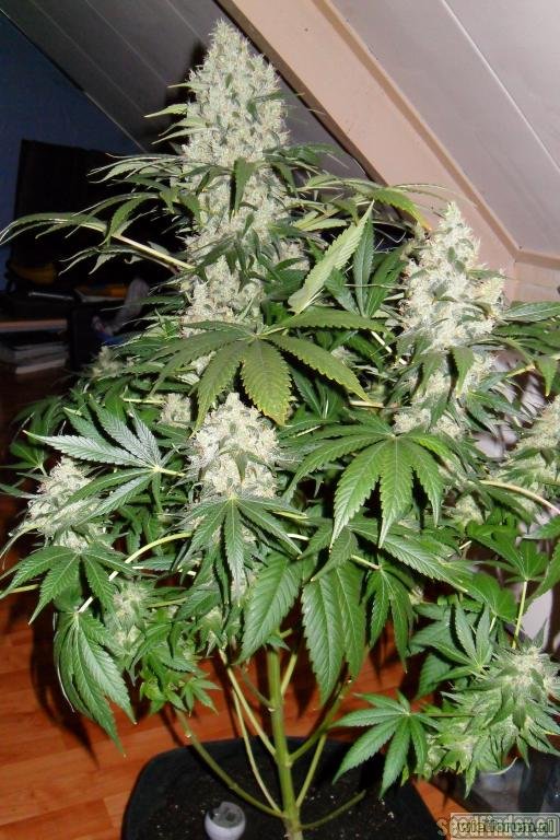 Green House Seeds Jack Herer