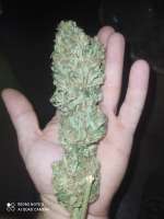 Bild von Yusssss (Jack Herer)