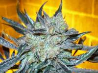 Bild von mgpawn (Kings Kush)