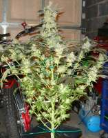 Bild von mgpawn (Kings Kush)