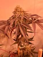 Green House Seeds King's Tart - ein Foto von MartenNL