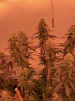 Green House Seeds King's Tart - ein Foto von MartenNL