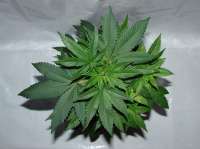 Green House Seeds Ladyburn 1974 - ein Foto von admin