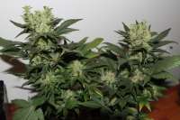 Green House Seeds Ladyburn 1974 - ein Foto von admin