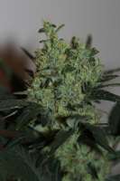 Green House Seeds Ladyburn 1974 - ein Foto von admin