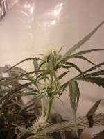 Bild von smokealot (Lemon Skunk)