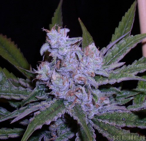 Green House Seeds Lemon Skunk