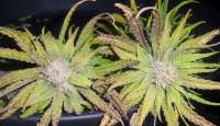 Bild von jd09uk (Lemon Skunk)