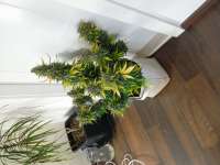 Green House Seeds Super Bud - ein Foto von randomgardner