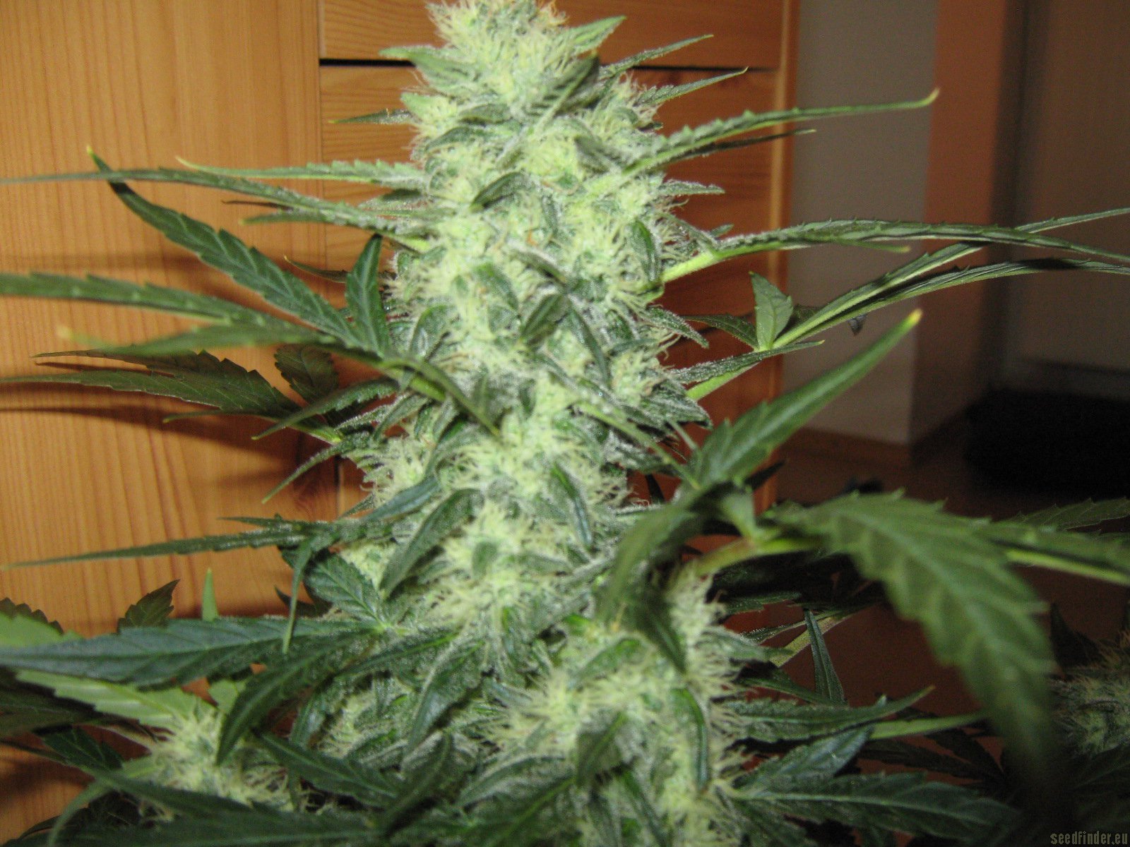 Green House Seeds Super Bud Automatic