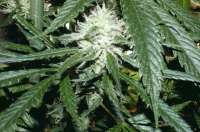 Bild von Alex161072 (Super Lemon Haze)