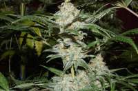 Bild von Alex161072 (Super Lemon Haze)