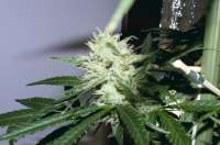 Bild von Alex161072 (Super Lemon Haze)