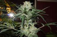 Bild von Alex161072 (Super Lemon Haze)