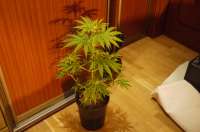 Bild von Alex161072 (Super Lemon Haze)