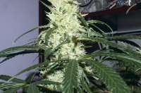 Bild von Alex161072 (Super Lemon Haze)