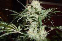 Bild von Alex161072 (Super Lemon Haze)