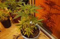 Bild von Alex161072 (Super Lemon Haze)