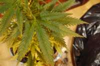 Bild von Alex161072 (Super Lemon Haze)