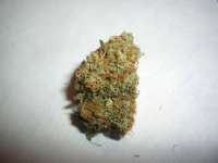 Bild von ibtheman (Super Lemon Haze)