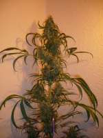 Bild von merlin (Super Lemon Haze)