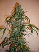 Bild von merlin (Super Lemon Haze)