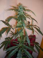 Bild von merlin (Super Silver Haze)