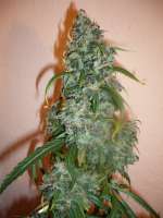 Bild von merlin (Super Silver Haze)