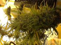 Bild von sievers (Super Silver Haze)