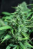 Bild von sunni (Super Silver Haze)