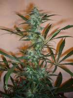 Bild von merlin (Super Silver Haze)