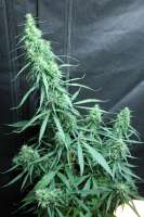 Bild von sunni (Super Silver Haze)