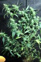 Bild von sunni (Super Silver Haze)