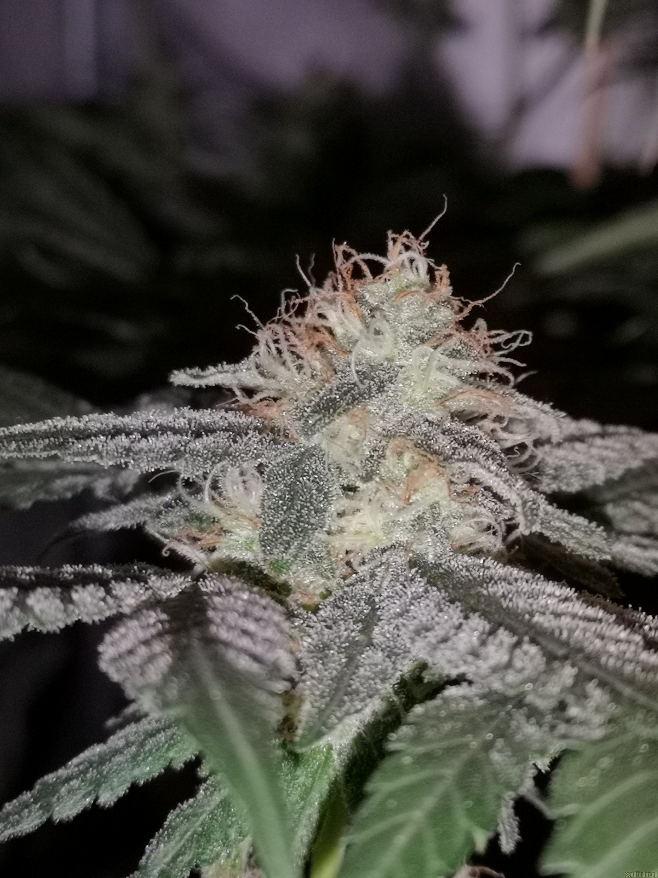 Green House Seeds Sweet Valley Kush