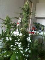 Bild von N0b0dY (White Widow)