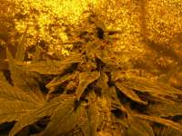 Bild von Chorche (White Widow)