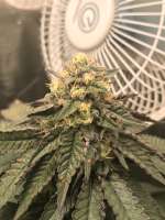 Green House Seeds Ztrawberry - ein Foto von Greengoo