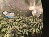 Green House Seeds Ztrawberry - ein Foto von Greengoo