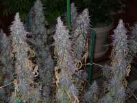 Green Mountain Seeds Green Mountain Grape - ein Foto von tropics