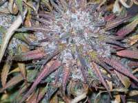 Green Mountain Seeds Green Mountain Grape - ein Foto von tropics