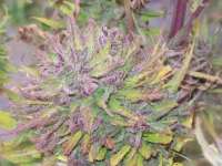 Green Mountain Seeds Highland Oaxacan Gold - ein Foto von tropics