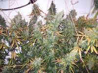 Green Mountain Seeds Highland Oaxacan Gold - ein Foto von tropics