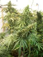 Green Mountain Seeds Mountain Gold - ein Foto von tropics