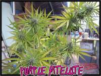 Green Mountain Seeds Purple Satellite - ein Foto von tropics