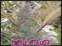 Green Mountain Seeds Purple Satellite - ein Foto von tropics