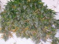 Green Mountain Seeds Zacateca Tribute - ein Foto von Tropics