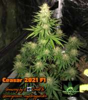 Green Sapphire Seed Co Ceasar 2021 - ein Foto von Greensapphireseedco