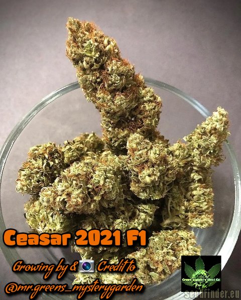 Green Sapphire Seed Co Ceasar 2021