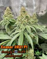 Green Sapphire Seed Co Ceasar 2021 - ein Foto von Greensapphireseedco