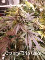 Green Wolf Genetics Orange Drip Cake - ein Foto von ripster420